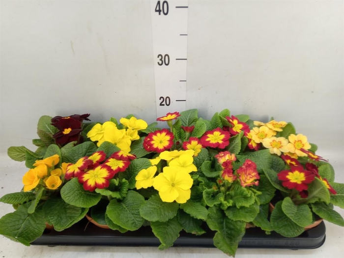 <h4>Primula ac.   ...</h4>