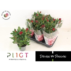 RO SCA MERCEDES KORD