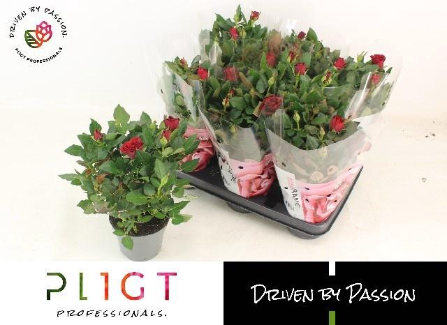 <h4>RO SCA MERCEDES KORD</h4>