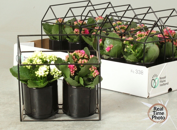 <h4>ARR KAMERPL</h4>