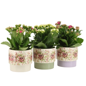 7501391: Solutionss Consideration