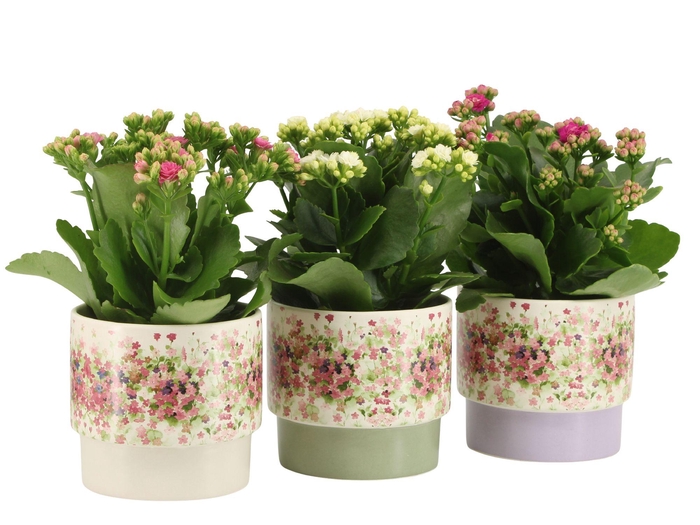 <h4>7501391: Solutionss Consideration</h4>