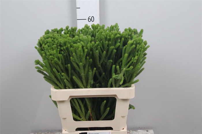 <h4>Kaaps Brunia Albiflora Green</h4>