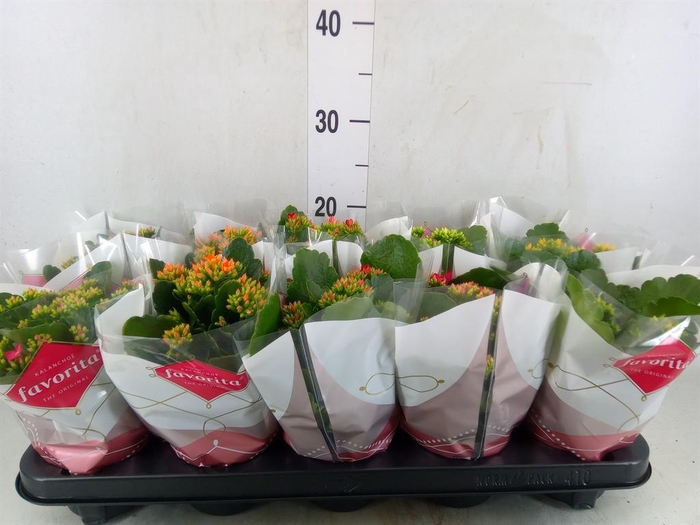 <h4>Kalanchoe blos.   ..mix 6</h4>