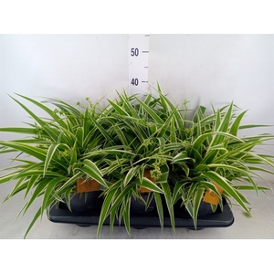 Chlorophytum com. 'Ocean'