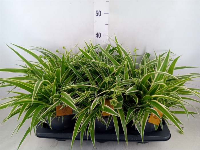 <h4>Chlorophytum com. 'Ocean'</h4>