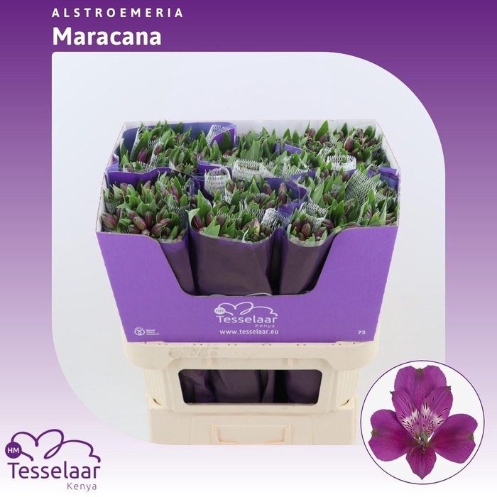 Alstroemeria Maracana | Heavy Quality