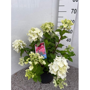 HYDR PANICULATA