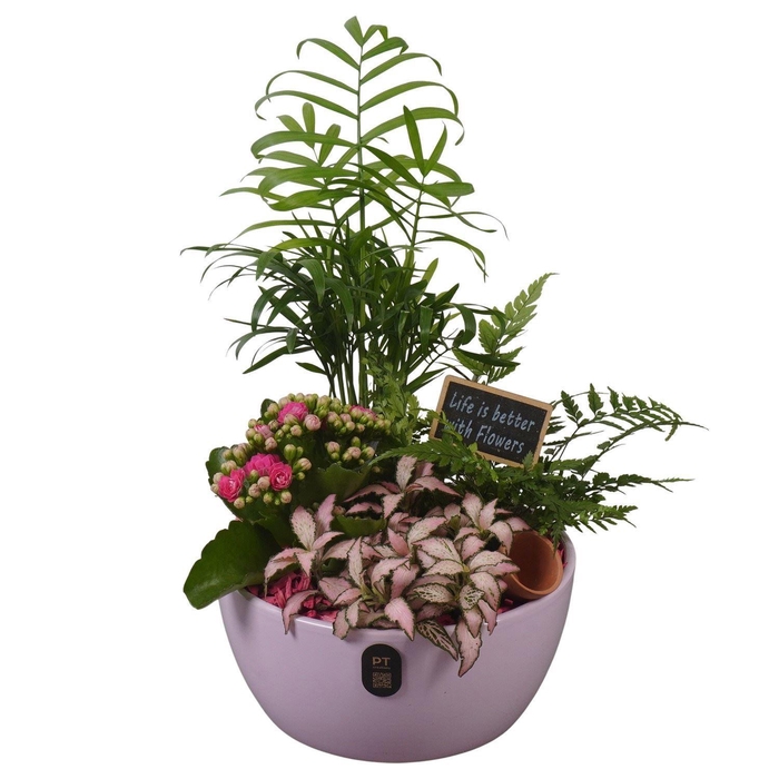 <h4>5135 L. ROZE KER CHAM</h4>