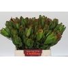 Leucadendron Laurel Yellow