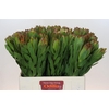 Leucadendron Goldstrike