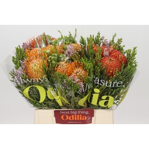 BQ Nutans 3 Flower