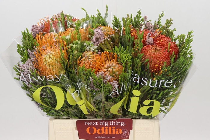 <h4>BQ Nutans 3 Flower</h4>