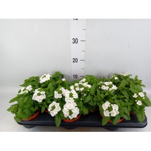 Verbena  'Aztec White Magic'