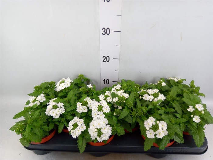 <h4>Verbena  'Aztec White Magic'</h4>