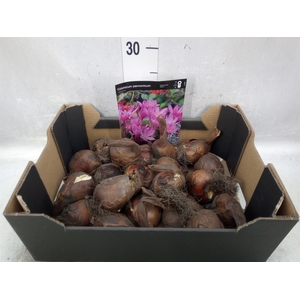 Flowerbulbs, corns or tubers   ...