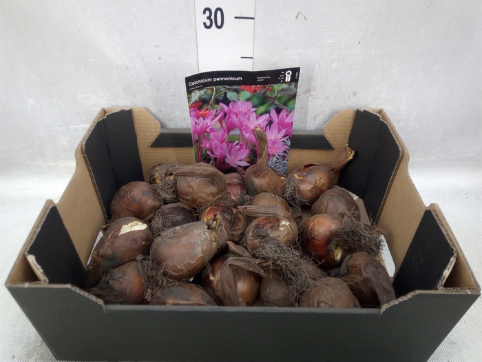 <h4>Flowerbulbs, corns or tubers   ...</h4>