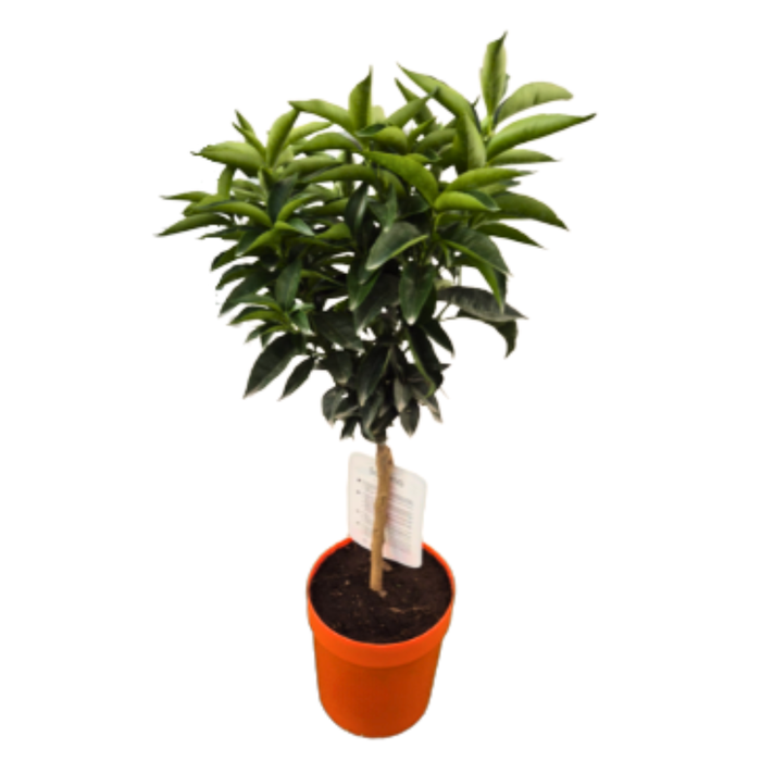 <h4>Citrus reticulata</h4>
