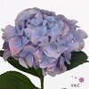 Hydr M Ch Marsepe Bl