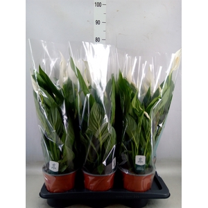 Spathiphyllum  'Bingo Cupido'