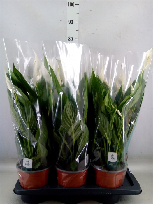 <h4>Spathiphyllum  'Bingo Cupido'</h4>