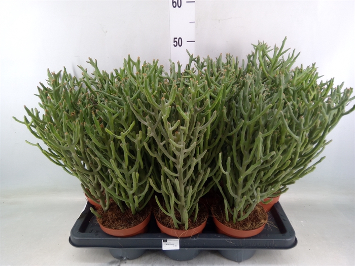 <h4>Euphorbia tirucalli</h4>