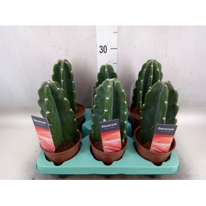 Cereus   ...