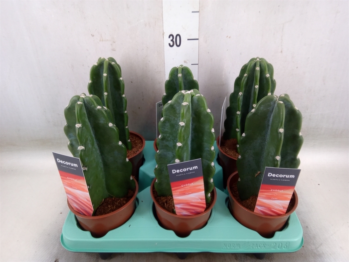 <h4>Cereus   ...</h4>