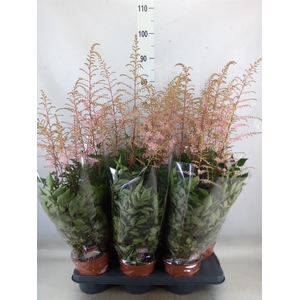Astilbe   ...