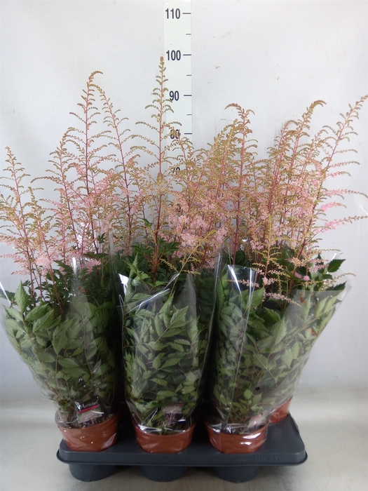 <h4>Astilbe   ...</h4>
