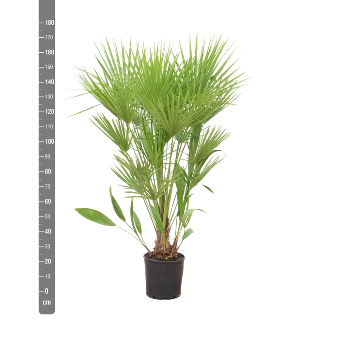 <h4>CHAM HUMILIS</h4>