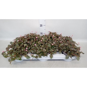 Persicaria capitata