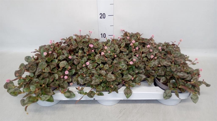 <h4>Persicaria capitata</h4>