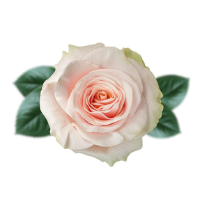 R GR PINK MONDIAL Naranjo