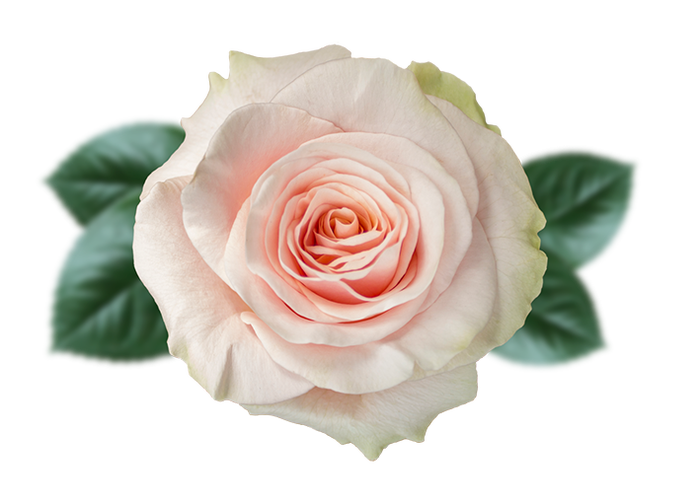 <h4>R GR PINK MONDIAL Naranjo</h4>