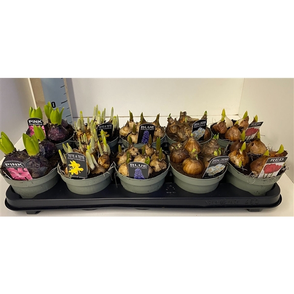 <h4>Bulbes à Fleurs mix sur p touch of spring</h4>