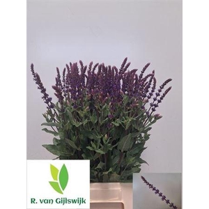 Salvia Nem Caradonna