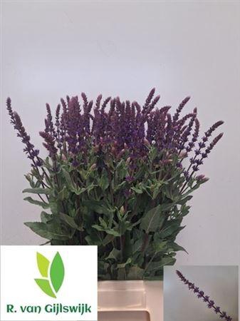 <h4>Salvia Nem Caradonna</h4>