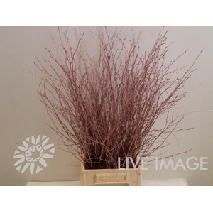 Betula paint rosegold