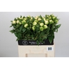 Paeonia Duchesse De Nemours