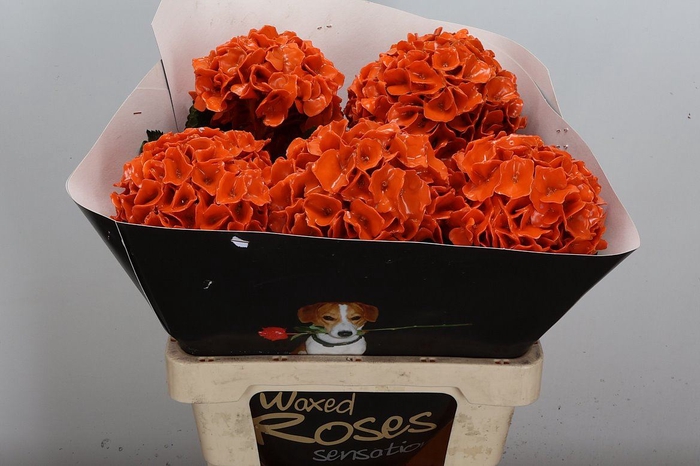 <h4>Hydr Wx Oranje</h4>