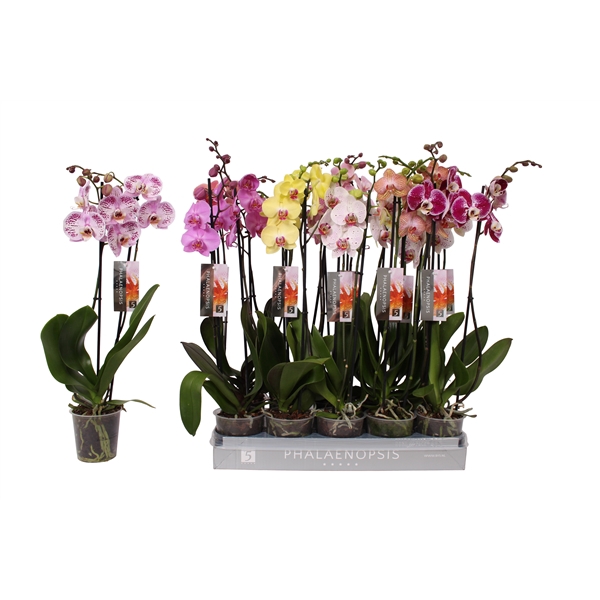 <h4>Phalaenopsis 7 color mix, 2-spike 18+</h4>