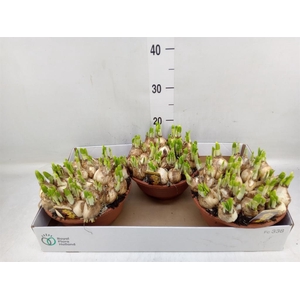 Narcissus  'Tete a tete'