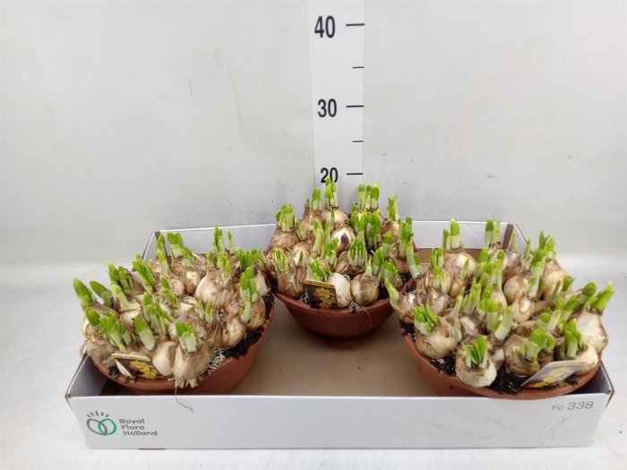 <h4>Narcissus 'Tete a tete'</h4>