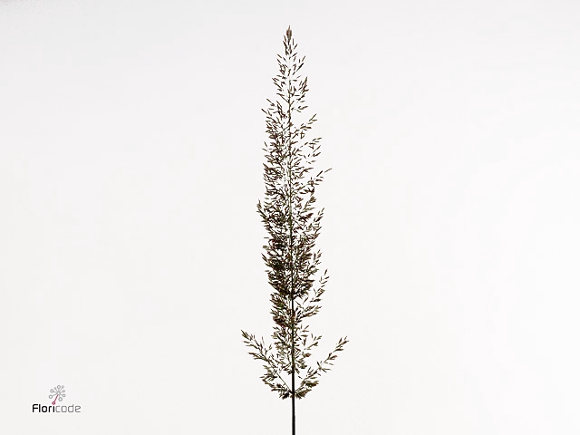 Calamagrostis Bicolor