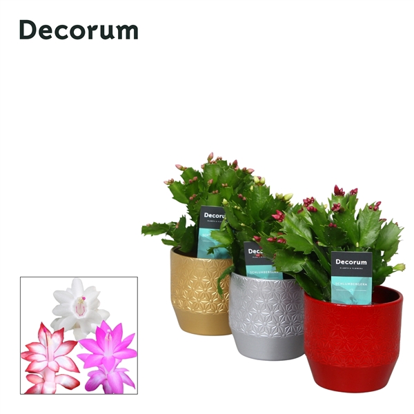 <h4>Schlumbergera 10,5 cm - Christmas Shine - Mix - Decorum</h4>