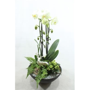 3117 EBBI SMALL PHAL X2