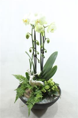 <h4>3117 EBBI SMALL PHAL X2</h4>