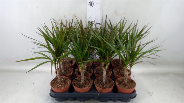 <h4>Dracaena marg.</h4>