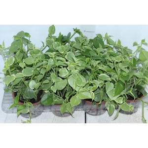 PEPEROMIA SCANDENS C13